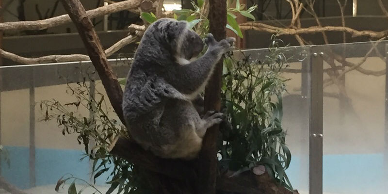 コアラ